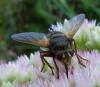Tachina fera